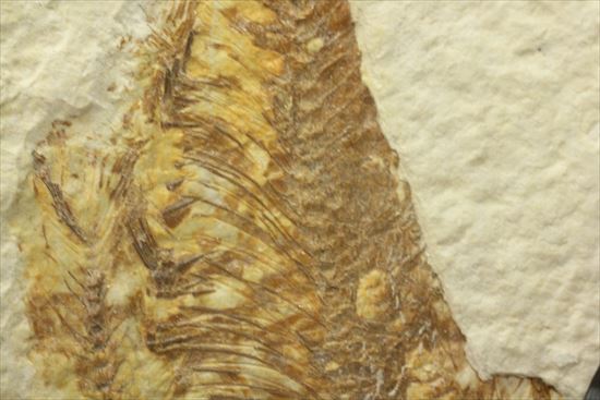 美しいグリーンリバー産の魚化石マルチプレート（その6）