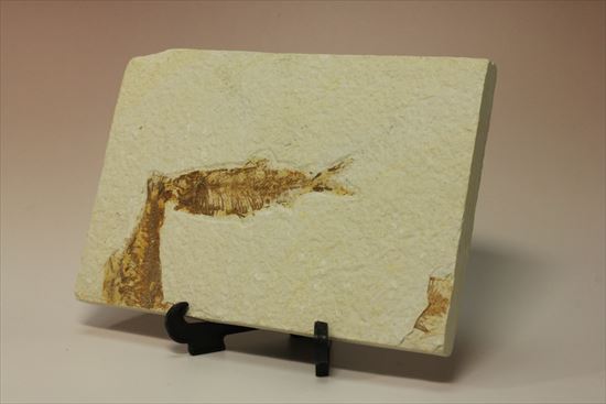 美しいグリーンリバー産の魚化石マルチプレート（その8）