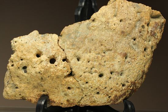 重いのに軽い!?全身が骨の鎧をもつ、アンキロサウルスの大きな装甲骨化石(Ankylosaurus sp.)(その1)