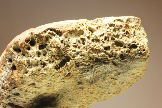 重いのに軽い!?全身が骨の鎧をもつ、アンキロサウルスの大きな装甲骨化石(Ankylosaurus sp.)(その10)