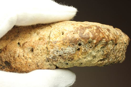 重いのに軽い!?全身が骨の鎧をもつ、アンキロサウルスの大きな装甲骨化石(Ankylosaurus sp.)(その11)
