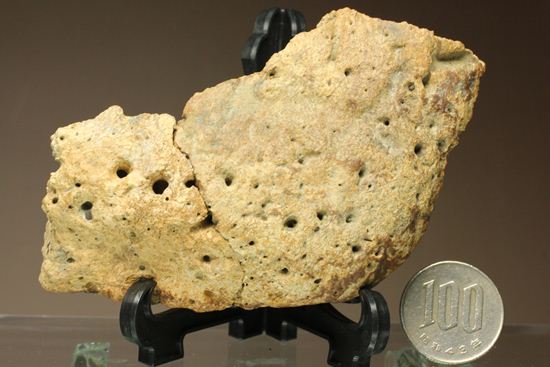 重いのに軽い！？全身が骨の鎧をもつ、アンキロサウルスの大きな装甲骨化石(Ankylosaurus sp.)（その12）