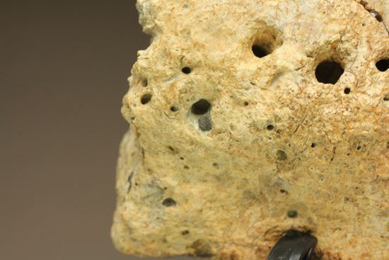 重いのに軽い!?全身が骨の鎧をもつ、アンキロサウルスの大きな装甲骨化石(Ankylosaurus sp.)(その2)