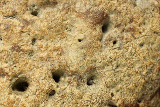 重いのに軽い!?全身が骨の鎧をもつ、アンキロサウルスの大きな装甲骨化石(Ankylosaurus sp.)(その4)