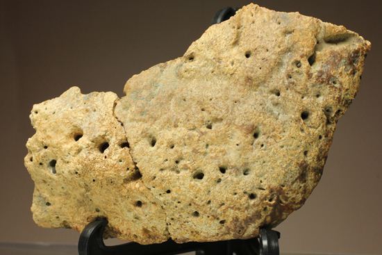 重いのに軽い!?全身が骨の鎧をもつ、アンキロサウルスの大きな装甲骨化石(Ankylosaurus sp.)(その5)