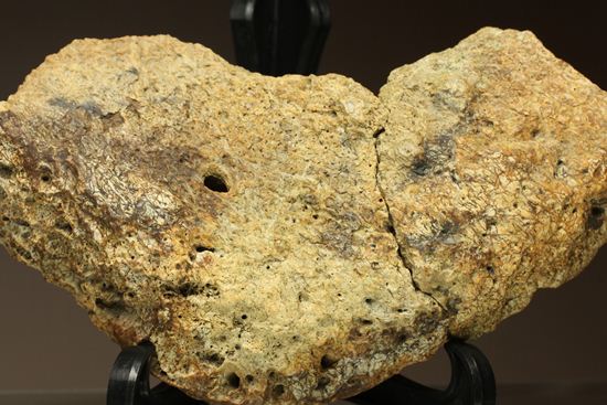 重いのに軽い!?全身が骨の鎧をもつ、アンキロサウルスの大きな装甲骨化石(Ankylosaurus sp.)(その6)