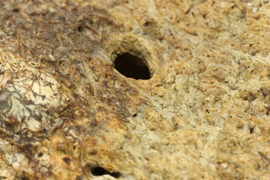 重いのに軽い!?全身が骨の鎧をもつ、アンキロサウルスの大きな装甲骨化石(Ankylosaurus sp.)(その7)