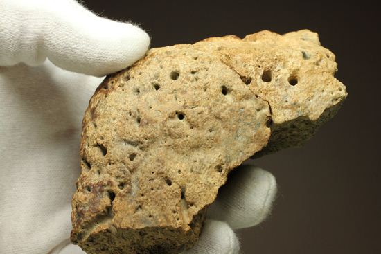 重いのに軽い!?全身が骨の鎧をもつ、アンキロサウルスの大きな装甲骨化石(Ankylosaurus sp.)(その8)