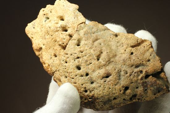 重いのに軽い!?全身が骨の鎧をもつ、アンキロサウルスの大きな装甲骨化石(Ankylosaurus sp.)(その9)