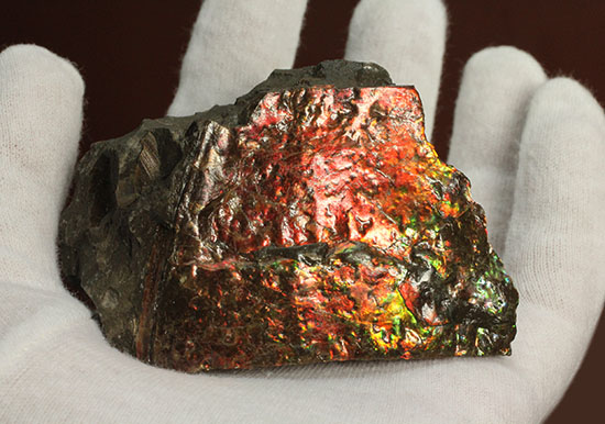 ２００グラムオーバー、赤色主体に光るカナダ産アンモライト化石(Ammolite)（その8）