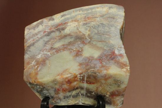 ポリッシュされた、多彩な色がみられる恐竜のウンチ化石(coprolite