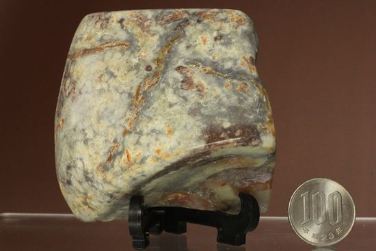 ポリッシュされた、多彩な色がみられる恐竜のウンチ化石(coprolite)（その16）