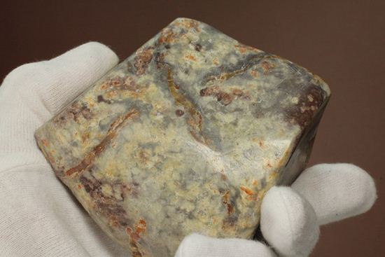 ポリッシュされた、多彩な色がみられる恐竜のウンチ化石(coprolite)（その17）