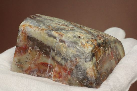 ポリッシュされた、多彩な色がみられる恐竜のウンチ化石(coprolite