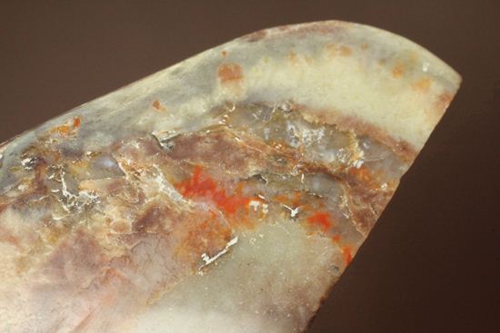 ポリッシュされた、多彩な色がみられる恐竜のウンチ化石(coprolite)（その9）