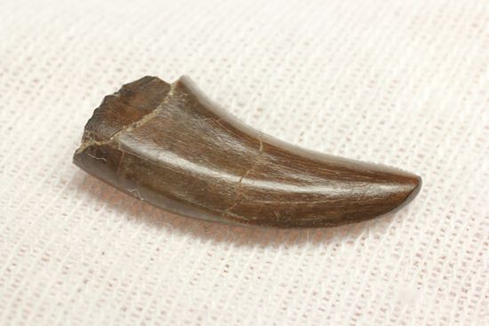 小型肉食恐竜ドロマエオサウルスの歯化石(その2)