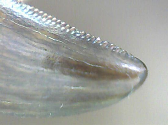 小型肉食恐竜ドロマエオサウルスの歯化石(その4)