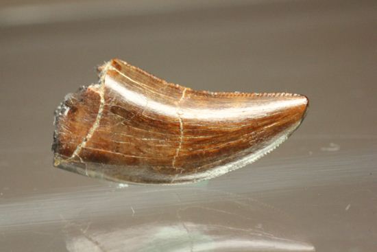 小型肉食恐竜ドロマエオサウルスの歯化石(その6)