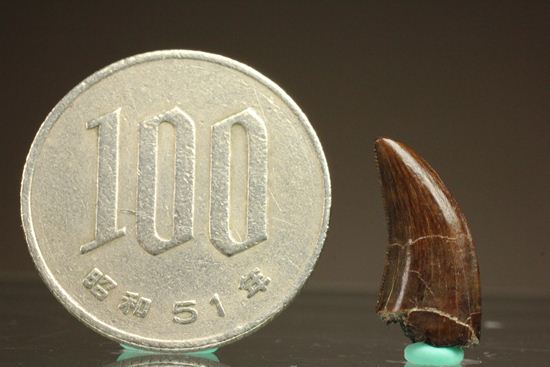 小型肉食恐竜ドロマエオサウルスの歯化石(その7)