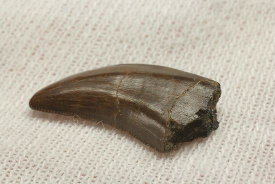 小型肉食恐竜ドロマエオサウルスの歯化石(その8)