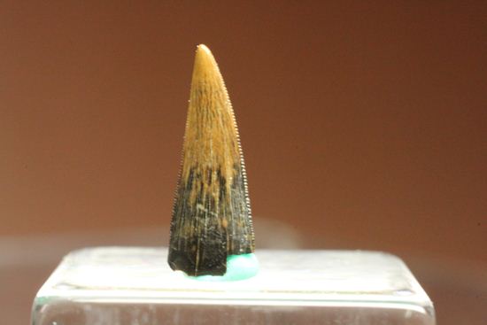 リカルドエステシアの歯(Ricardoestesia Dinosaur Tooth)（その2）