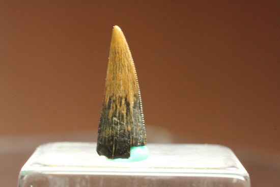 リカルドエステシアの歯(Ricardoestesia Dinosaur Tooth)(その2)