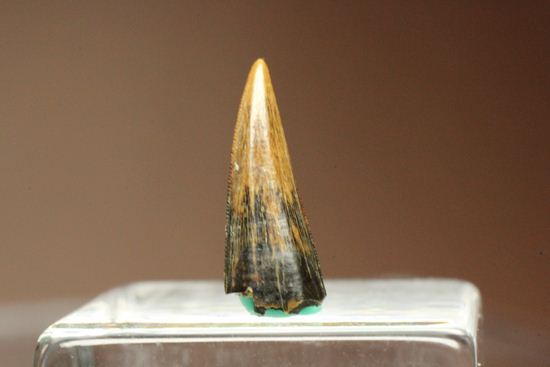 リカルドエステシアの歯(Ricardoestesia Dinosaur Tooth)（その3）