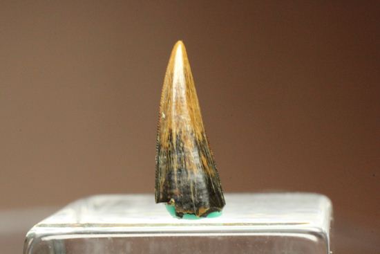 リカルドエステシアの歯(Ricardoestesia Dinosaur Tooth)(その3)