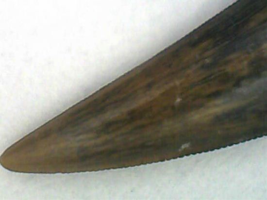 リカルドエステシアの歯(Ricardoestesia Dinosaur Tooth)(その4)