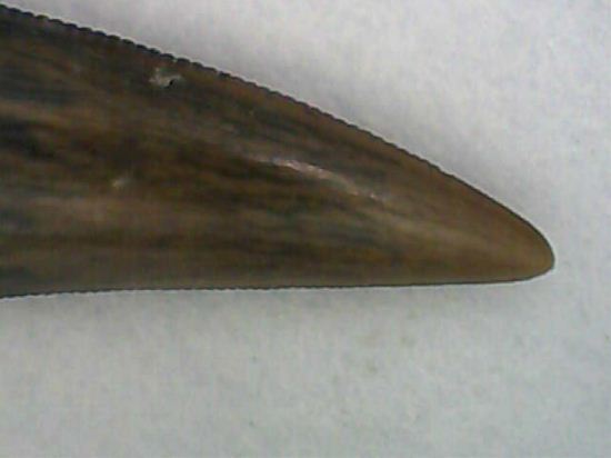 リカルドエステシアの歯(Ricardoestesia Dinosaur Tooth)（その5）