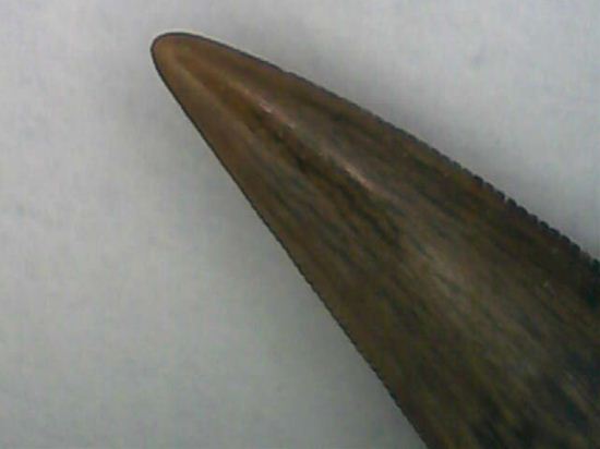 リカルドエステシアの歯(Ricardoestesia Dinosaur Tooth)(その6)