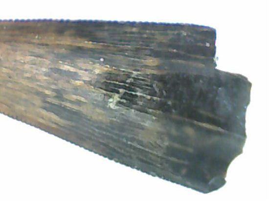 リカルドエステシアの歯(Ricardoestesia Dinosaur Tooth)(その7)