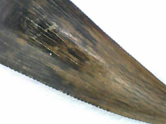 リカルドエステシアの歯(Ricardoestesia Dinosaur Tooth)(その8)