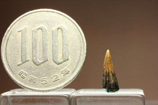 リカルドエステシアの歯(Ricardoestesia Dinosaur Tooth)（その9）