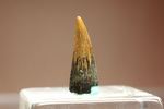 リカルドエステシアの歯(Ricardoestesia Dinosaur Tooth)