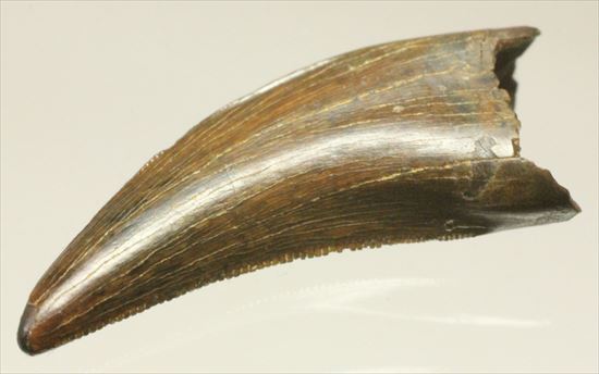 鋭い牙！ドロマエオサウルスの犬歯の化石（その8）