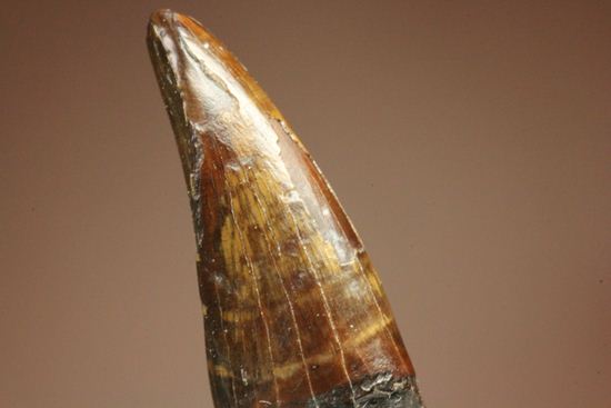 レア!ティラノサウルス科なのに全く異なる形状をもつ、アウブリソドンの歯(Aublysodon) (その1)