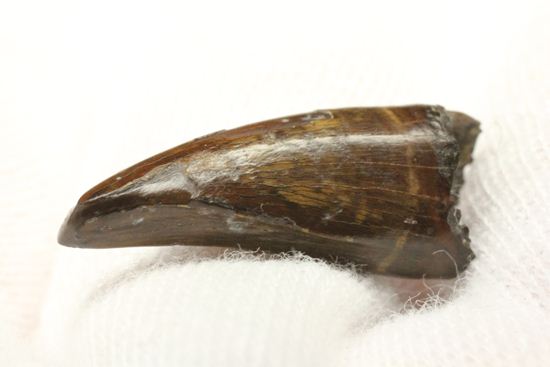 レア!ティラノサウルス科なのに全く異なる形状をもつ、アウブリソドンの歯(Aublysodon) (その10)