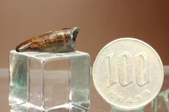 レア!ティラノサウルス科なのに全く異なる形状をもつ、アウブリソドンの歯(Aublysodon) (その11)