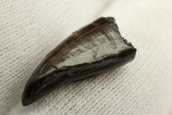 レア!ティラノサウルス科なのに全く異なる形状をもつ、アウブリソドンの歯(Aublysodon) (その12)