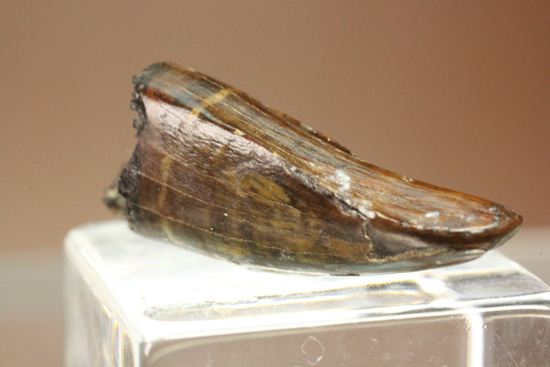 レア!ティラノサウルス科なのに全く異なる形状をもつ、アウブリソドンの歯(Aublysodon) (その2)