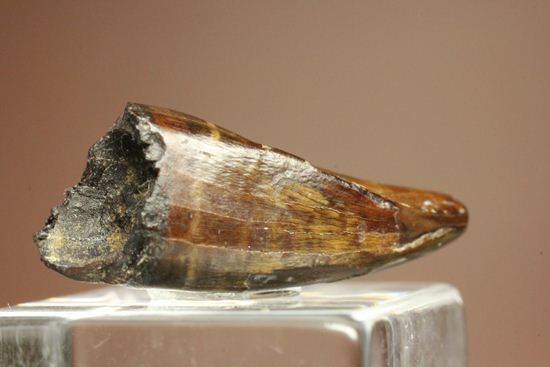 レア!ティラノサウルス科なのに全く異なる形状をもつ、アウブリソドンの歯(Aublysodon) (その4)