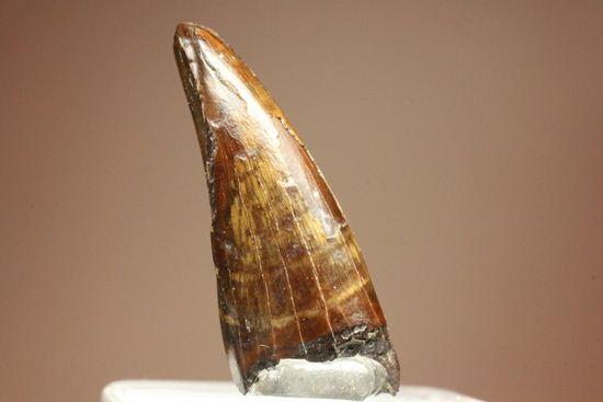 レア!ティラノサウルス科なのに全く異なる形状をもつ、アウブリソドンの歯(Aublysodon) (その5)