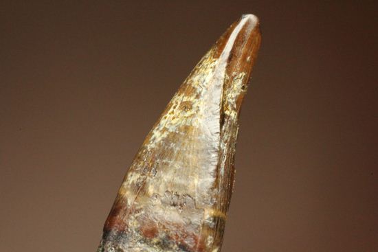 レア！ティラノサウルス科なのに全く異なる形状をもつ、アウブリソドンの歯(Aublysodon) （その6）
