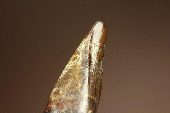 レア!ティラノサウルス科なのに全く異なる形状をもつ、アウブリソドンの歯(Aublysodon) (その7)