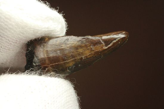 レア!ティラノサウルス科なのに全く異なる形状をもつ、アウブリソドンの歯(Aublysodon) (その8)