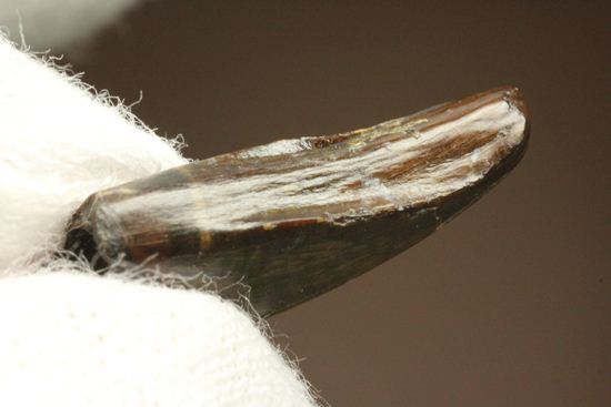 レア!ティラノサウルス科なのに全く異なる形状をもつ、アウブリソドンの歯(Aublysodon) (その9)