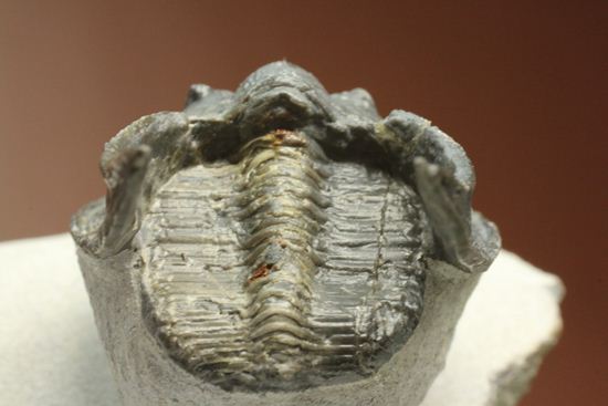 仮面三葉虫!ハルペス(Harpes perradiatus)(その10)