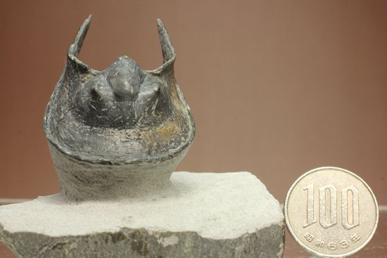 仮面三葉虫!ハルペス(Harpes perradiatus)(その13)