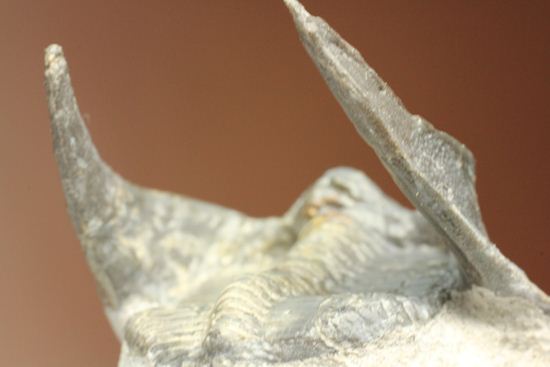 仮面三葉虫!ハルペス(Harpes perradiatus)(その14)